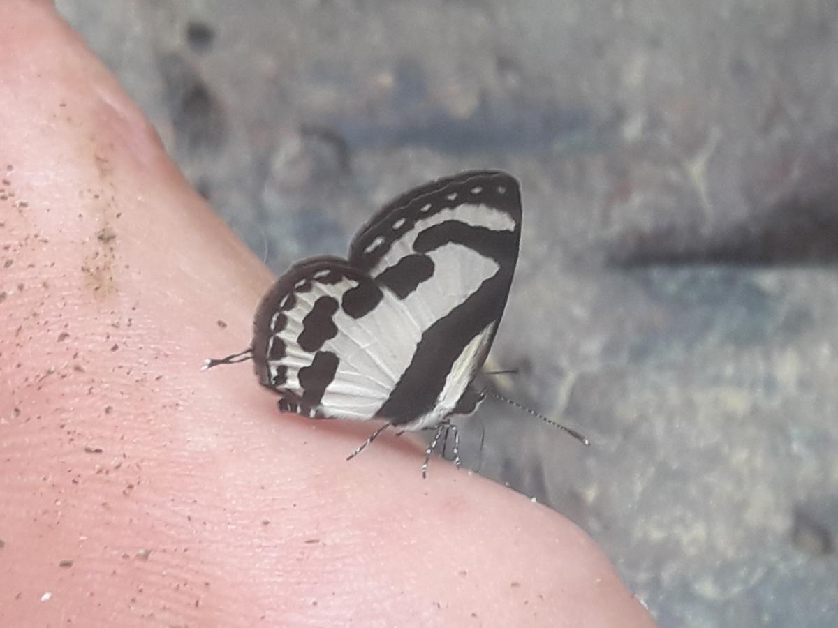 מלון Fiji Palms Phuket מראה חיצוני תמונה